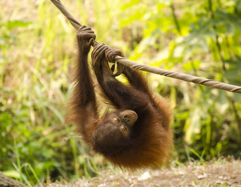 Orangutan hanging from rope
