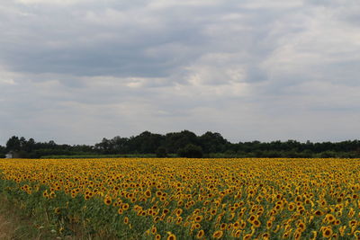 Scenic view of sunflower field against cloudy sky