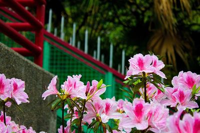 Close-up of pink flowers blooming outdoors
