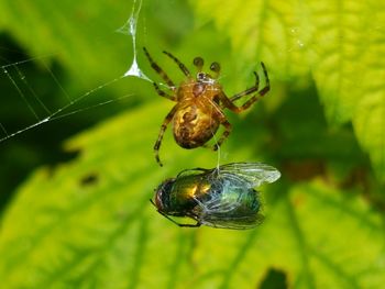 Close-up of spider hunting fly on web