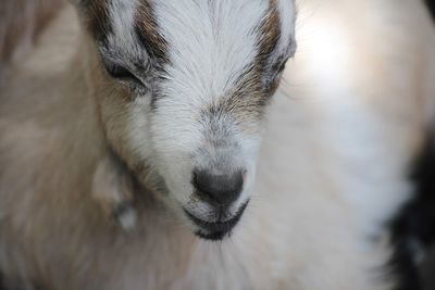 Close-up of a goat