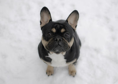 French bulldog in the snow