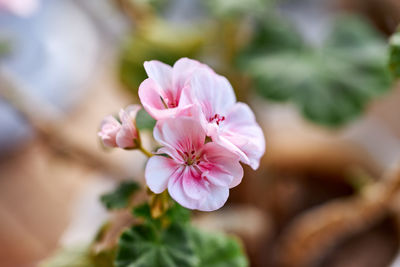 Close-up of pink cherry blossoms