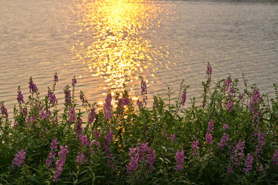 Close-up of purple flowering plants