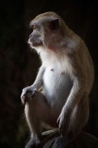 Close-up of monkey on stone