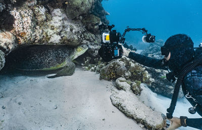 Diver takes picture of a giant green sea turtle (chelonia mydas)