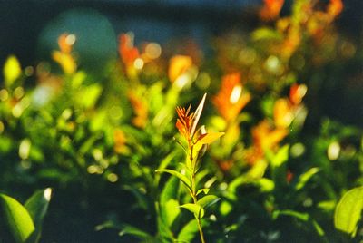 Close-up of insect on plant