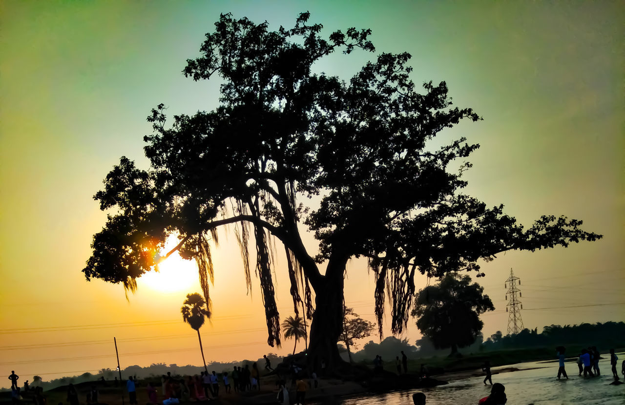 SILHOUETTE TREE BY PLANTS AGAINST SKY DURING SUNSET