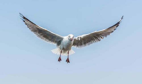 Close-up of bird flying in sky
