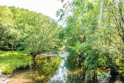 Scenic view of river amidst trees in forest against sky