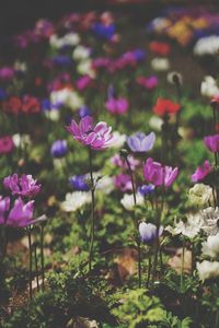 Close-up of pink flowering plants on field