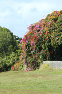 Scenic view of pink flowering trees on field against sky