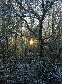 Low angle view of bare trees in forest