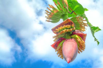 Low angle view of banana flower on tree against sky