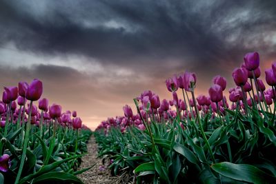 Close-up of pink flowering plants on field against sky