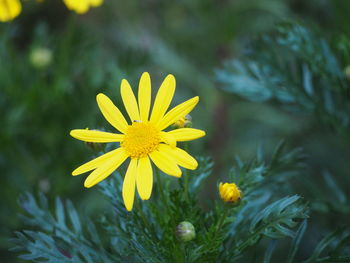 Close-up of yellow flowering plant