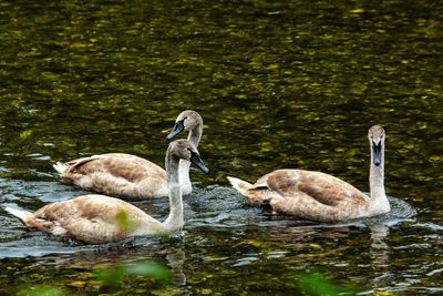 Ducks in a lake