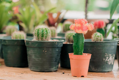 Close-up of potted plant