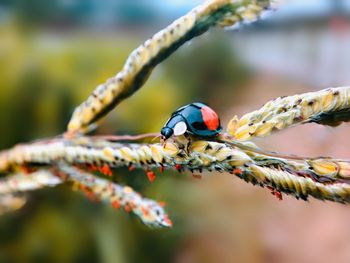 Close-up of insect on flower