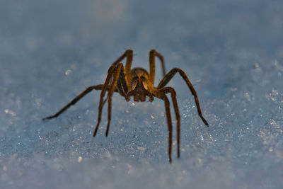 Close-up of spider