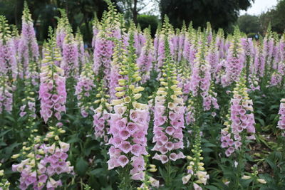 Close-up of purple flowering plants on field