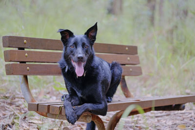 Portrait of black dog sitting on wood