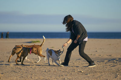 Two dogs on beach