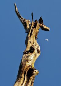 Low angle view of tree against clear blue sky