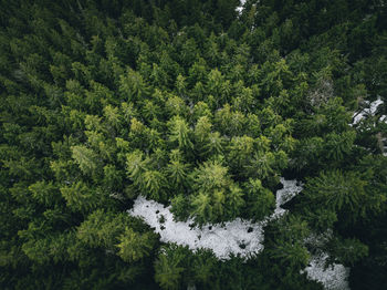 Pine trees in forest during winter