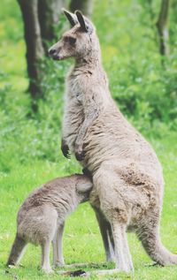 Giraffe standing on field