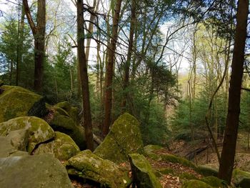 Pine trees in forest