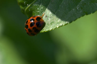 ladybug