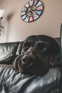 Portrait of a dog sleeping on bed at home