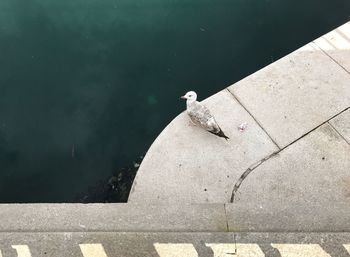 High angle view of seagull perching on retaining wall by lake