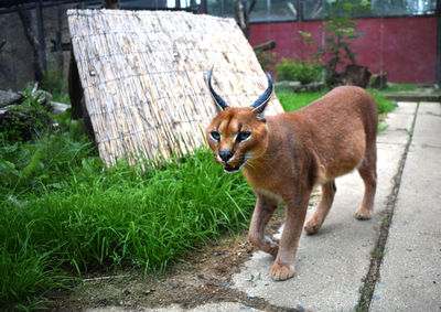 Cat looking away