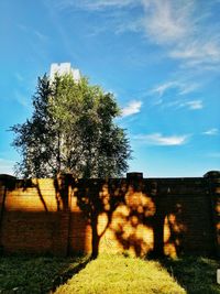 Trees on field against cloudy sky