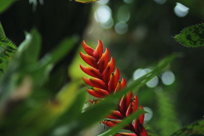 Close-up of red flowering plant