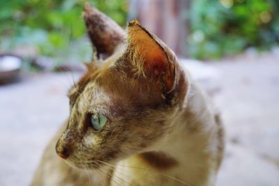 Close-up of a cat looking away