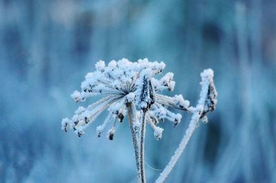 Close-up of frozen plant