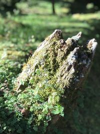 Close-up of moss growing on tree trunk