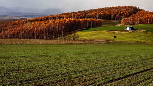 Scenic view of field against sky