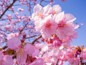 Low angle view of cherry blossoms against sky