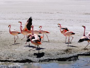 Flamingo lagoon silent sunset