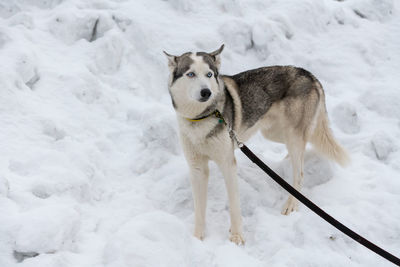 Dog standing on snow covered landscape