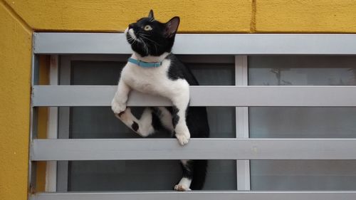 Cat sitting on window