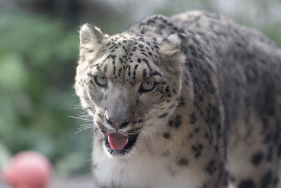 Portrait of snow leopard