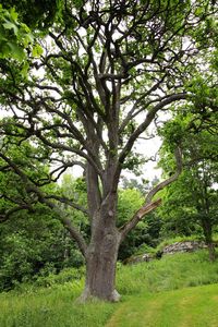 Trees growing on landscape