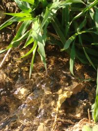 Close-up of plants in water