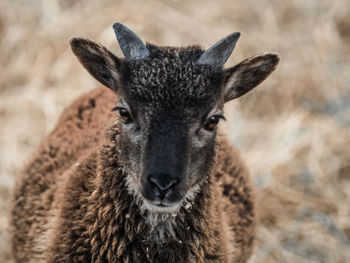 Close-up portrait of deer