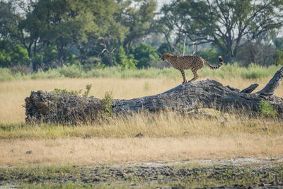 Profile view of cheetah standing on log in forest